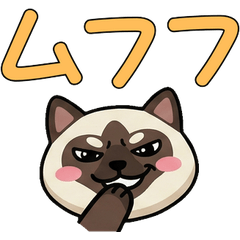 Round Birman Cat  22nd