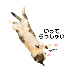 nyapi_20260121172117