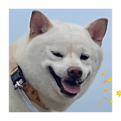 Hachi_boo