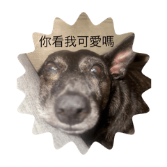 小狗勾(˶‾᷄ ⁻̫ ‾᷅˵)