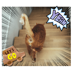 morimorimoan_20260121162729