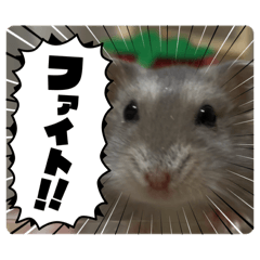 ponchan_20260121175734