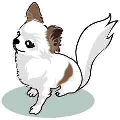 Soft and fluffy Chihuahua