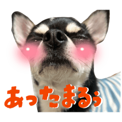 Mame and Oreo and Milky