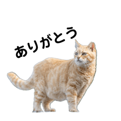 deepmarine_20260122093337