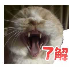 NEKOMARUKE_20260122103038