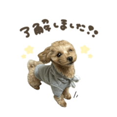 ラテちゃん☆スタンダード