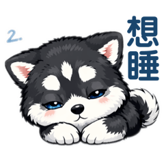 Cute Husky Puppy Daily Life