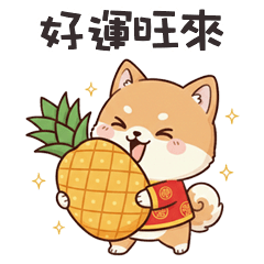 chubby shibainu shibainu1