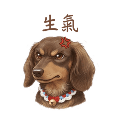 雙色長毛臘腸狗