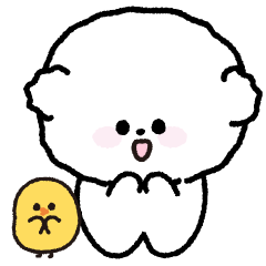 Bichon chu 20 combination