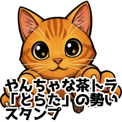 Torata the Feisty Orange Tabby Cat