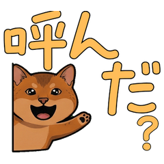 Reaction Abyssinian  15th