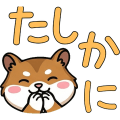 Round Face Gerbil  22nd