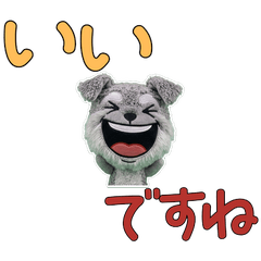 Polite Schnauzer 11th