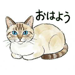 Relaxed Siamese-tabby Cat Stickers