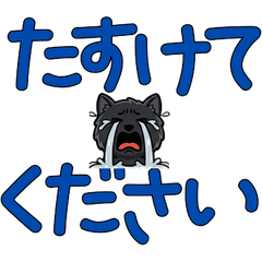 Animated Polite Maine Coon 6th