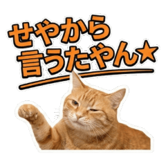 キレッキレ！実写猫の関西弁【日常・煽り】