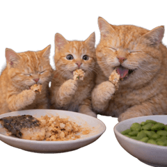 Lazy Cat 2 | Easygoing Daily Stickers