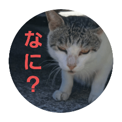 Hakuto_20260121205830