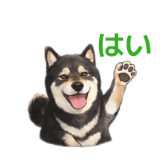 rurintan_20260121210318