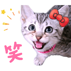 Expressive cat stickers useful anytime!