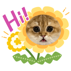 Cattt_20260121124919