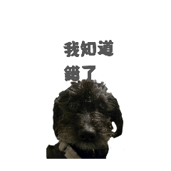 黏踢踢的van gogh