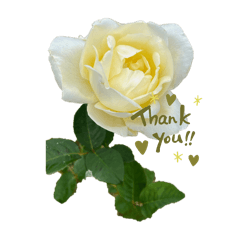 kanamama_20260121222053