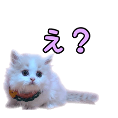 daidai_20260121215553