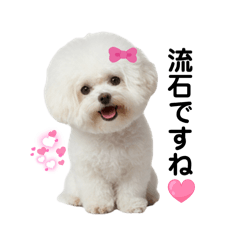 ビションフリーゼ  挨拶 40個 敬語あり