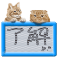 Sabado's real fluffy cat