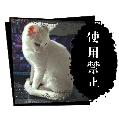 morimorimoan_20260121182845