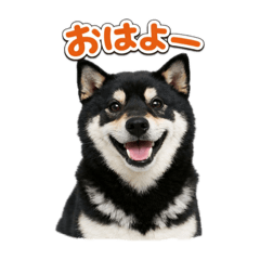 Black Shiba Inu Hakata dialect stickers