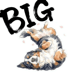 BIGなバーニーズと暮らす大人の日常