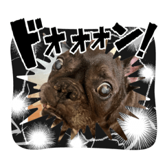 harry_20260121230307