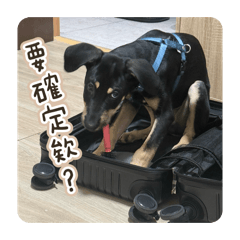 Olanの日常貼圖❶