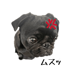 kinako_20260122010817