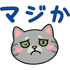 อเมริกันช็อตแฮร์สุภาพดุ๊กดิ๊ก  24th