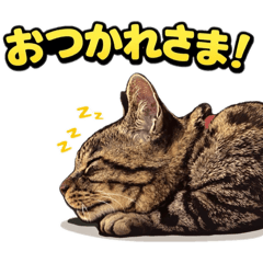 aome neko_20260122015354