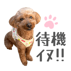 Momo_20260122013847