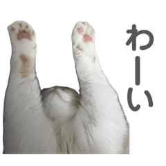 kuruchi_20260122014420