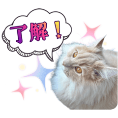 mugi_20260122123045