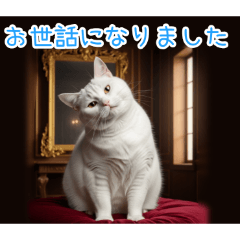 [お世話になりました専用]おでぶ猫