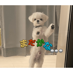 Chibi_20260122155126