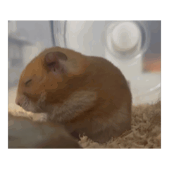 yoshie_20260122164729