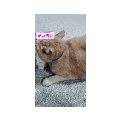 minitomato_20260122211428