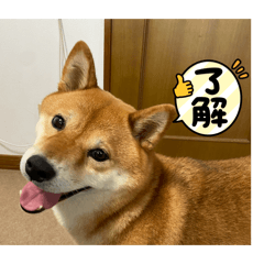 Anruru_20260122143017