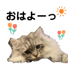 KAEDE_20260122175620