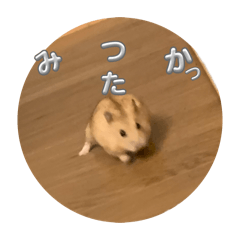 koara_20260122213127